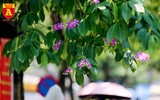 Hoa bằng lăng nhuộm tím phố phường Hà Nội